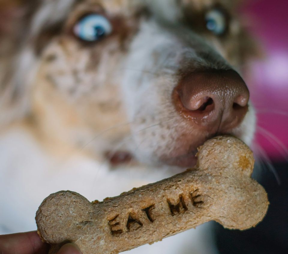 Gov't eats its own dog food on Open Banking with £49m contract