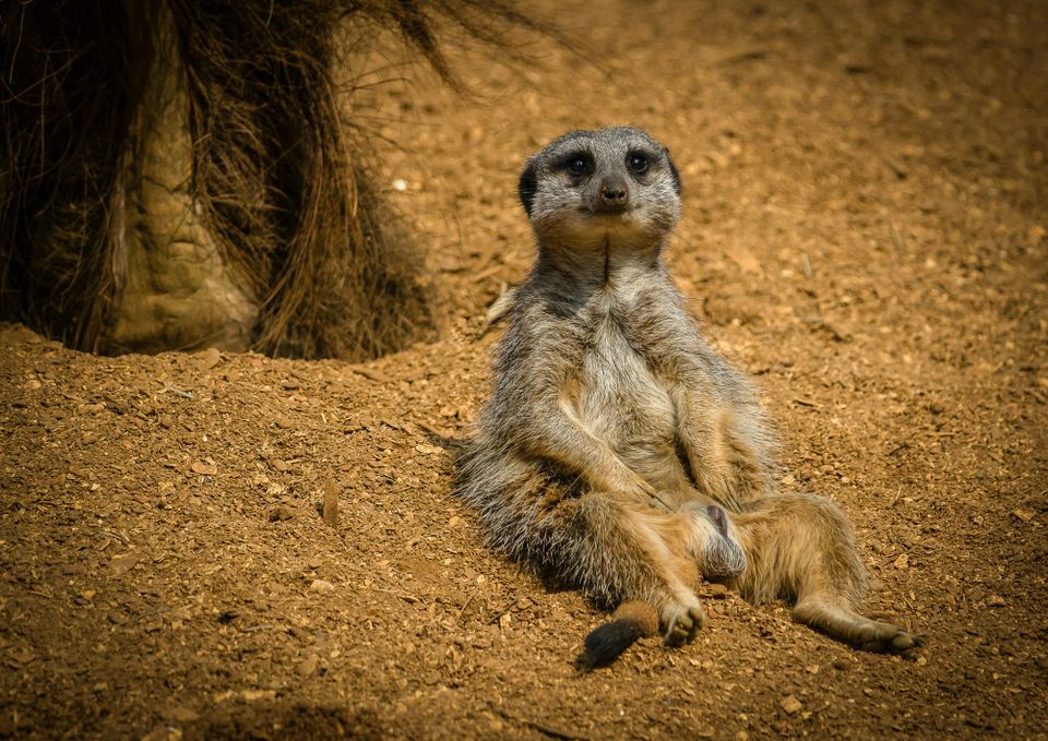 A meerkat sat on the ground. The Morphing Meerkat phishing platform uses fake, personalised email login pages to trick users