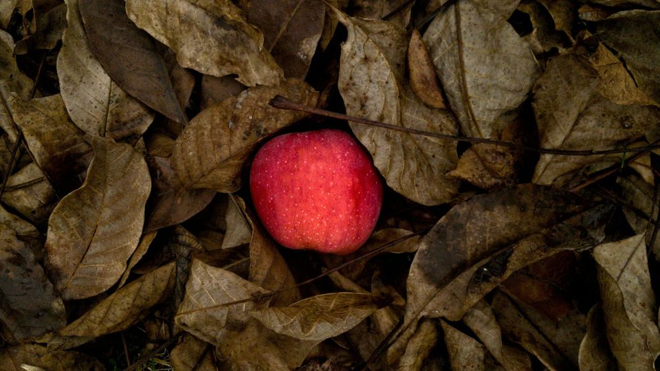An apple on the ground under leaves. Apple's appeal against increased scrutiny fell in a German high court