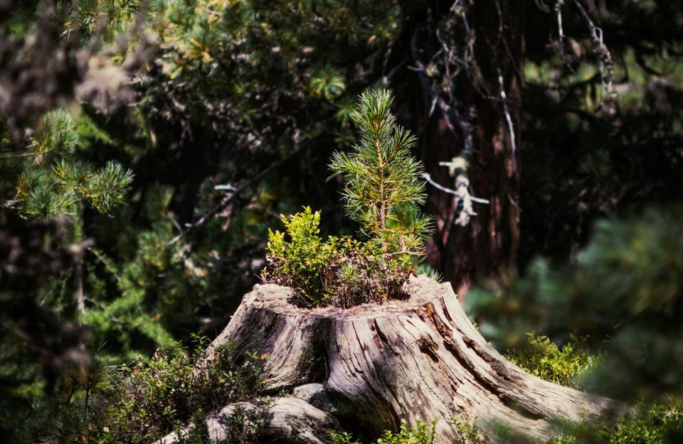 New plants grow from a cut tree stump, symbolising Zscaler's hope for growth in federal government sales