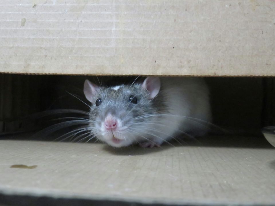 A rat pokes its head through a cardboard box. the SpyNote malware is described as an AndroidOS RAT