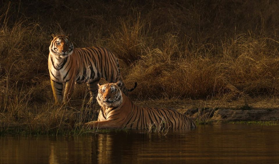 Two tigers by a pool of water. KPMG's Tiger Teams will support NHS trusts with EPR implementation