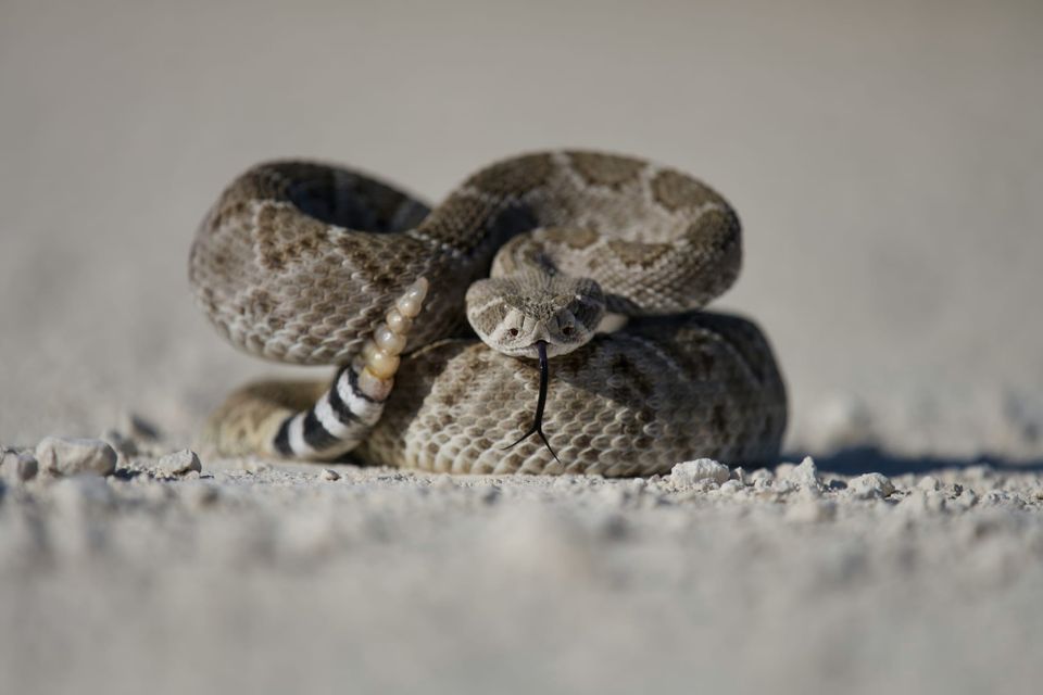 A rattlesnake poises to strike. Sidewinder, also known as RattleSnake, has been targeting governments in Sri Lanka, Pakistan and Bangladesh