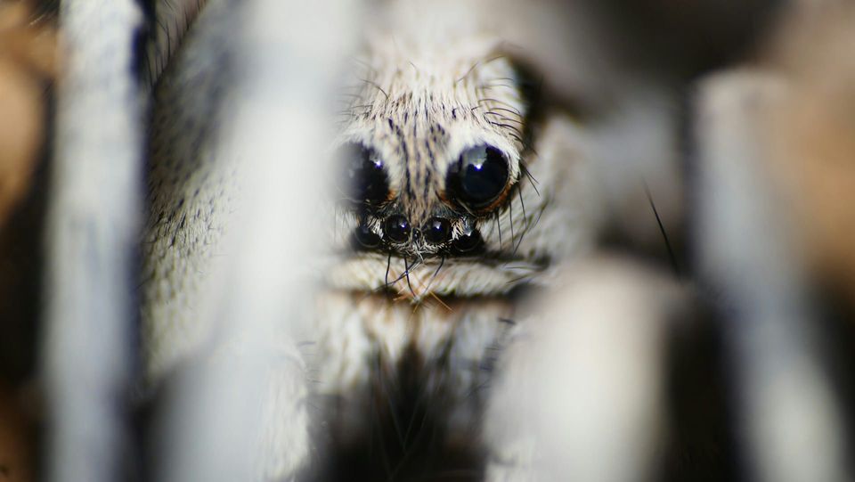 scattered spider targeting insurance companies 