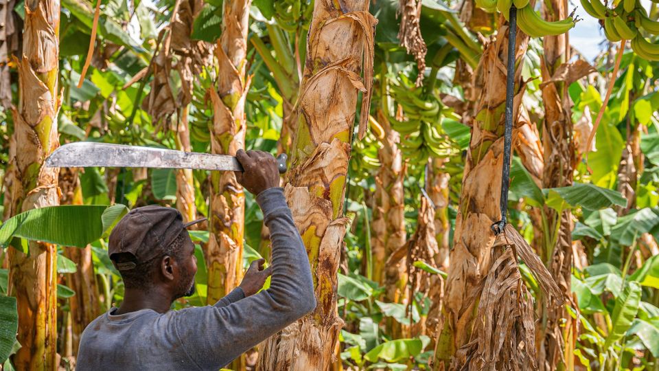 A man swings a machete above his head to cut down banana trees. Uber cut its development costs by optimising a continuous integration tool