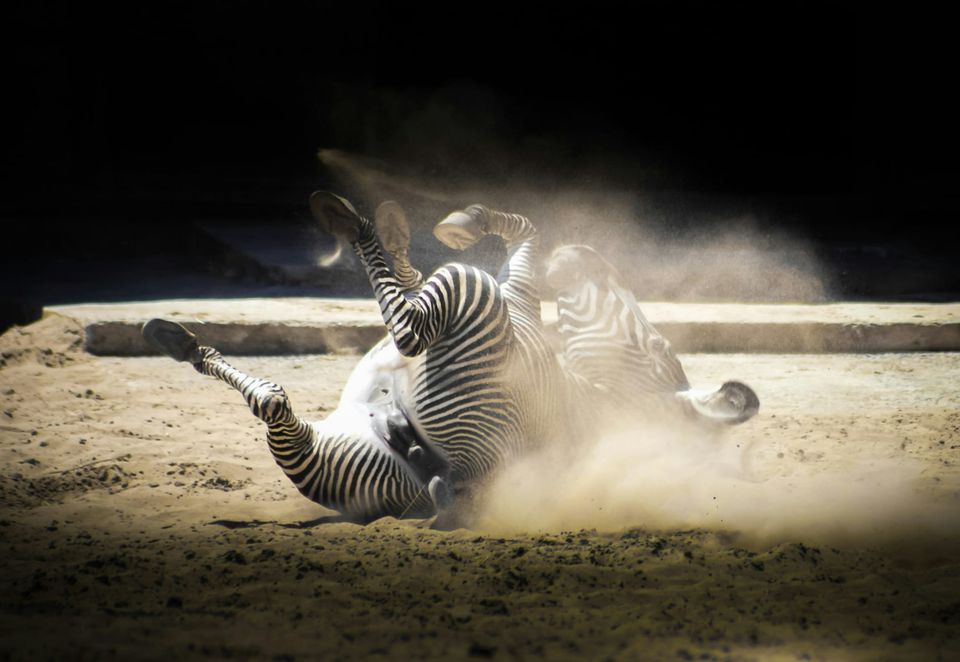 Microsoft says AI in a white jacket beats doctors' diagnoses by far. Is it right?