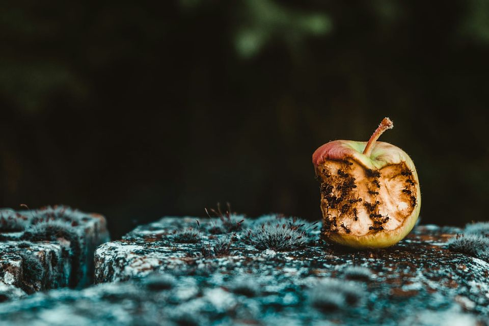 A rotting apple swarmed by ants. Apple has issued an out of bounds update to fix an iOS issue exploited in the wild.