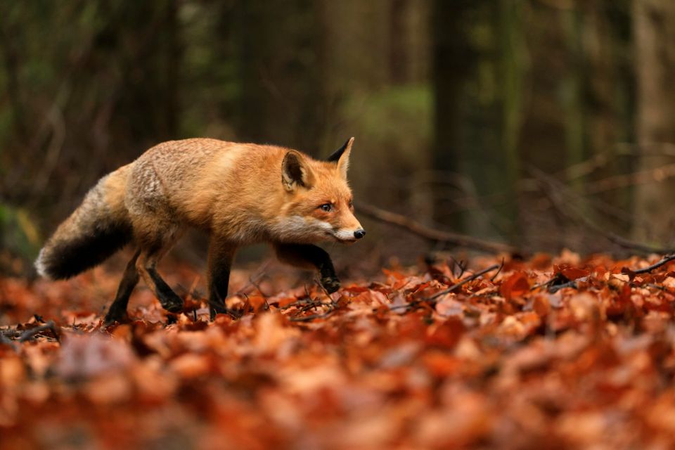 A fox stalks through a forest. Gladinet's Triofox platform has seen three zero-day vulnerabilities in 2025.