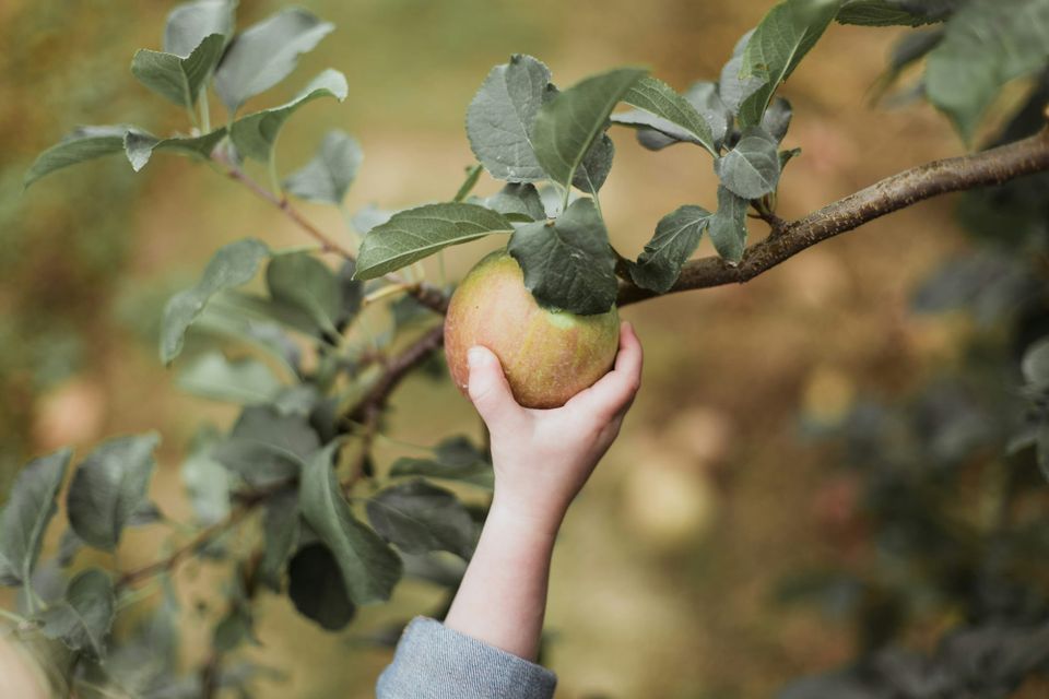 A person picking a green apple off a tree branch. Accenture will buy UK AI advisory firm Faculty.