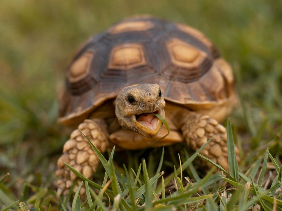 CMA cloud inquiry chair quits, cites "slow pace"