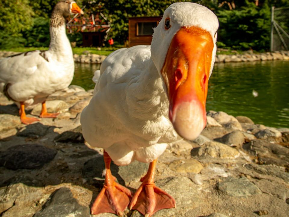 AWS is acquiring DuckLabs, the company behind DuckDB