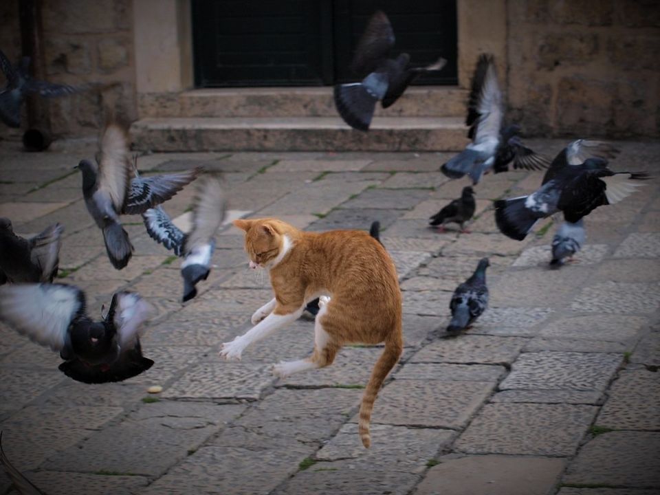 MSFT's new £2.30 Defender for Business license sets the cat among the EDR pigeons