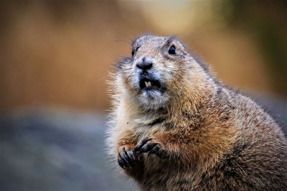 Very gnawty: Beaver takes down a corner of Canada's internet. Over in Europe meanwhile...