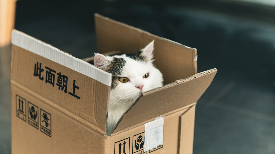 Patch Tuesday: Critical Windows TCP/IP vuln allows bad packets to gain pre-auth RCE, plus 0day