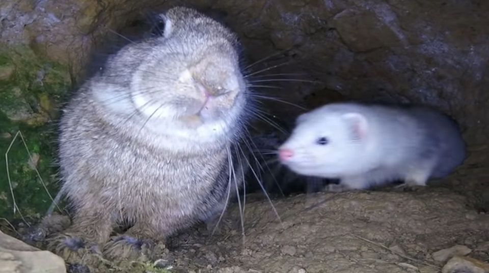 FerretDB goes GA: Gives you MongoDB, without the MongoDB...