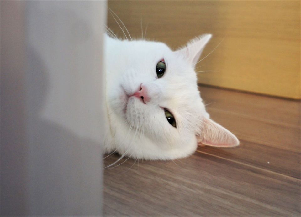 So many bad takes — What is there to learn from the Prime Video "monolith" story?