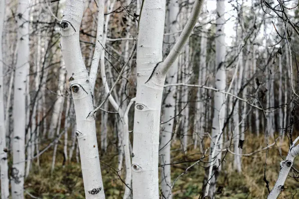 How to Cope With Seasonal Affective Disorder