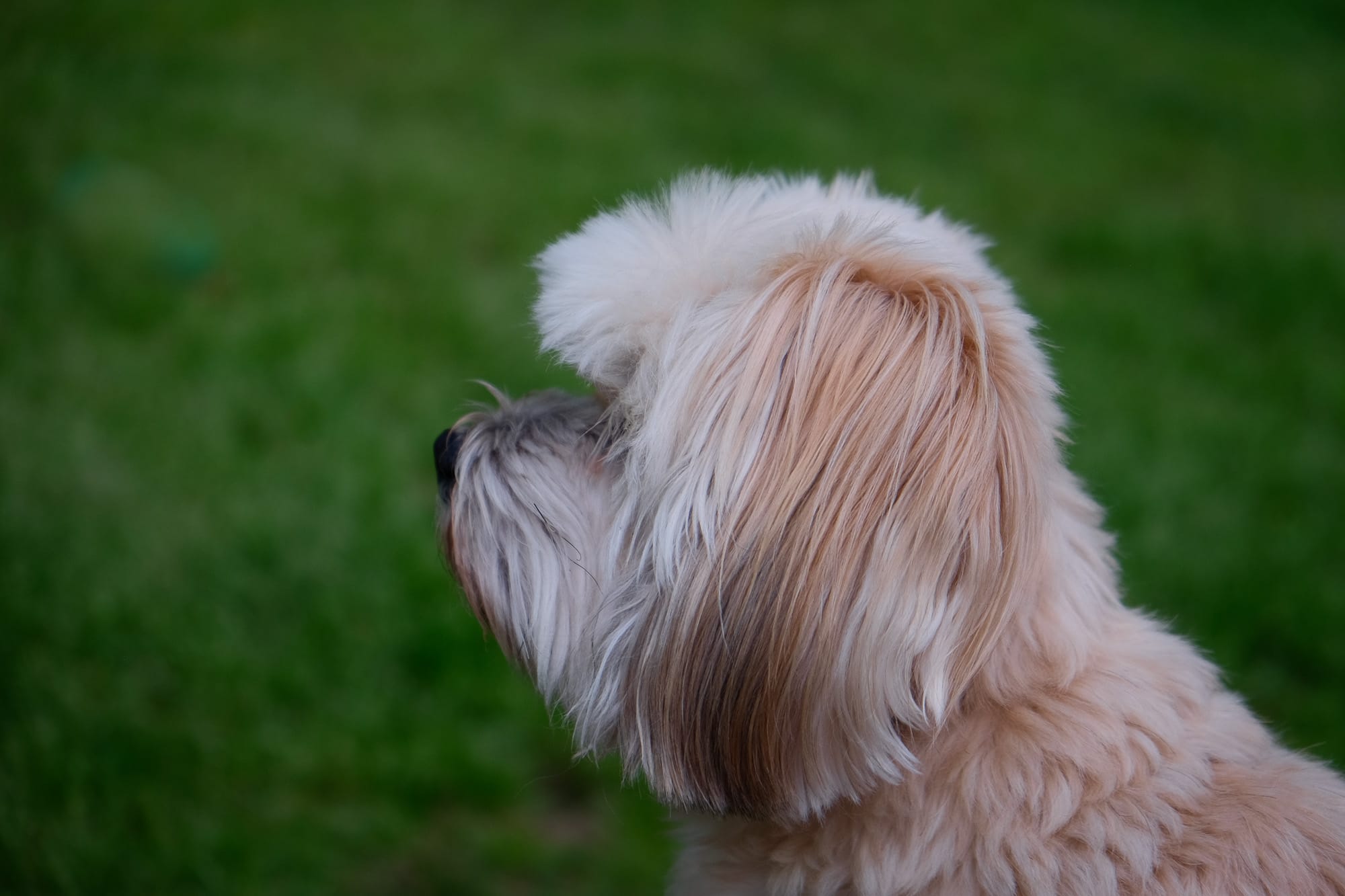 Our Havanese dog Jonah