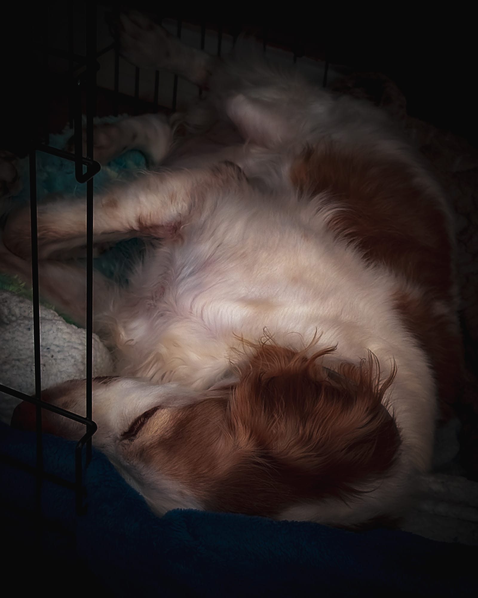 Dempsey in his crate