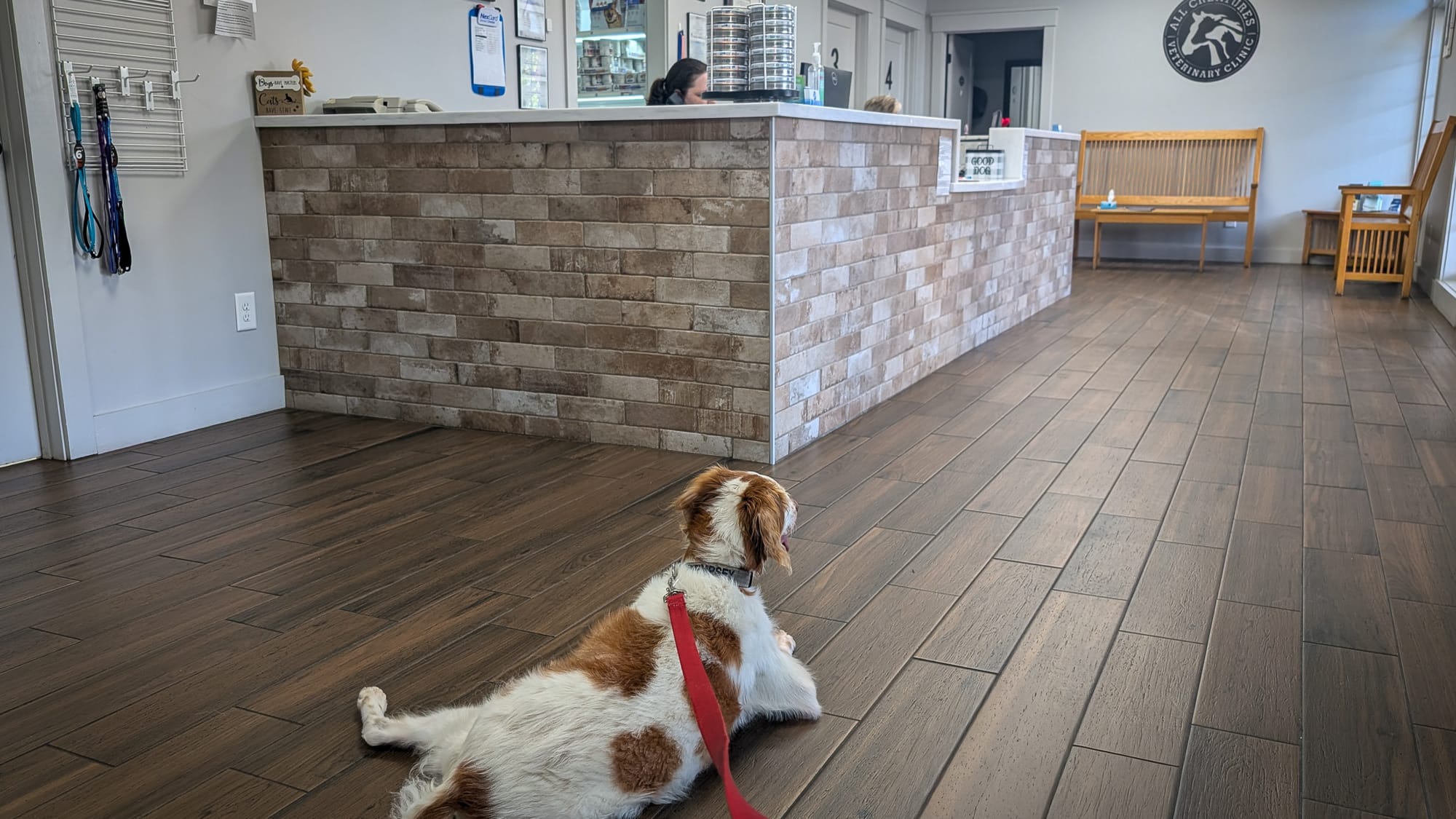 Dempsey sitting the vets waiting area