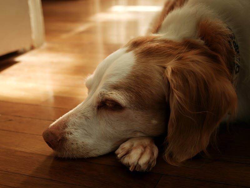 Resting in the sunlight