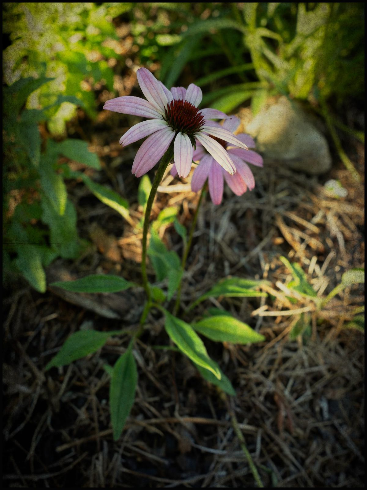 Flower in the garden
