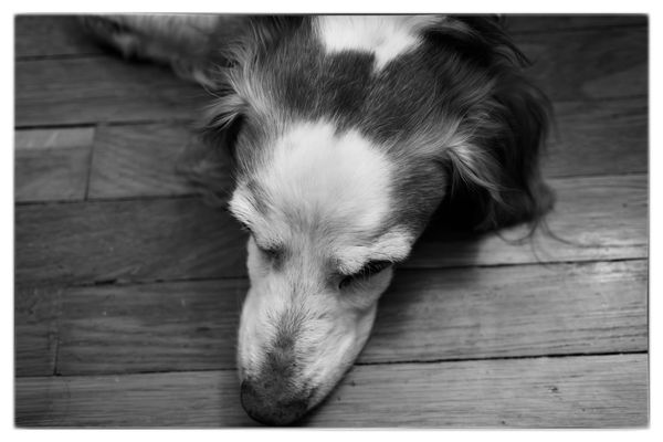 Our dog Dempsey lying in the floor shot in black and white