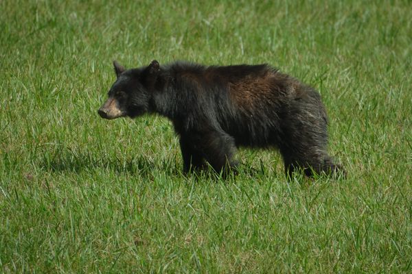 Some of my favorite images from our trip to Smokies