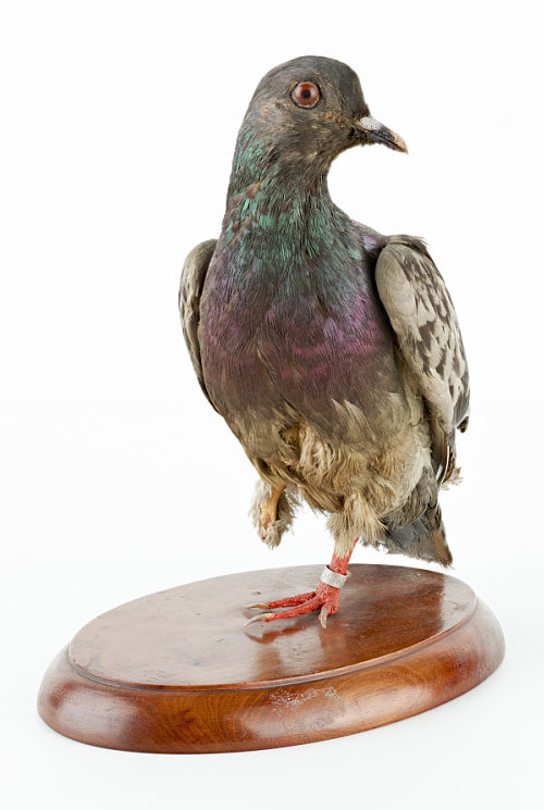 Taxidermy pigeon Cher Ami on a wooden base
