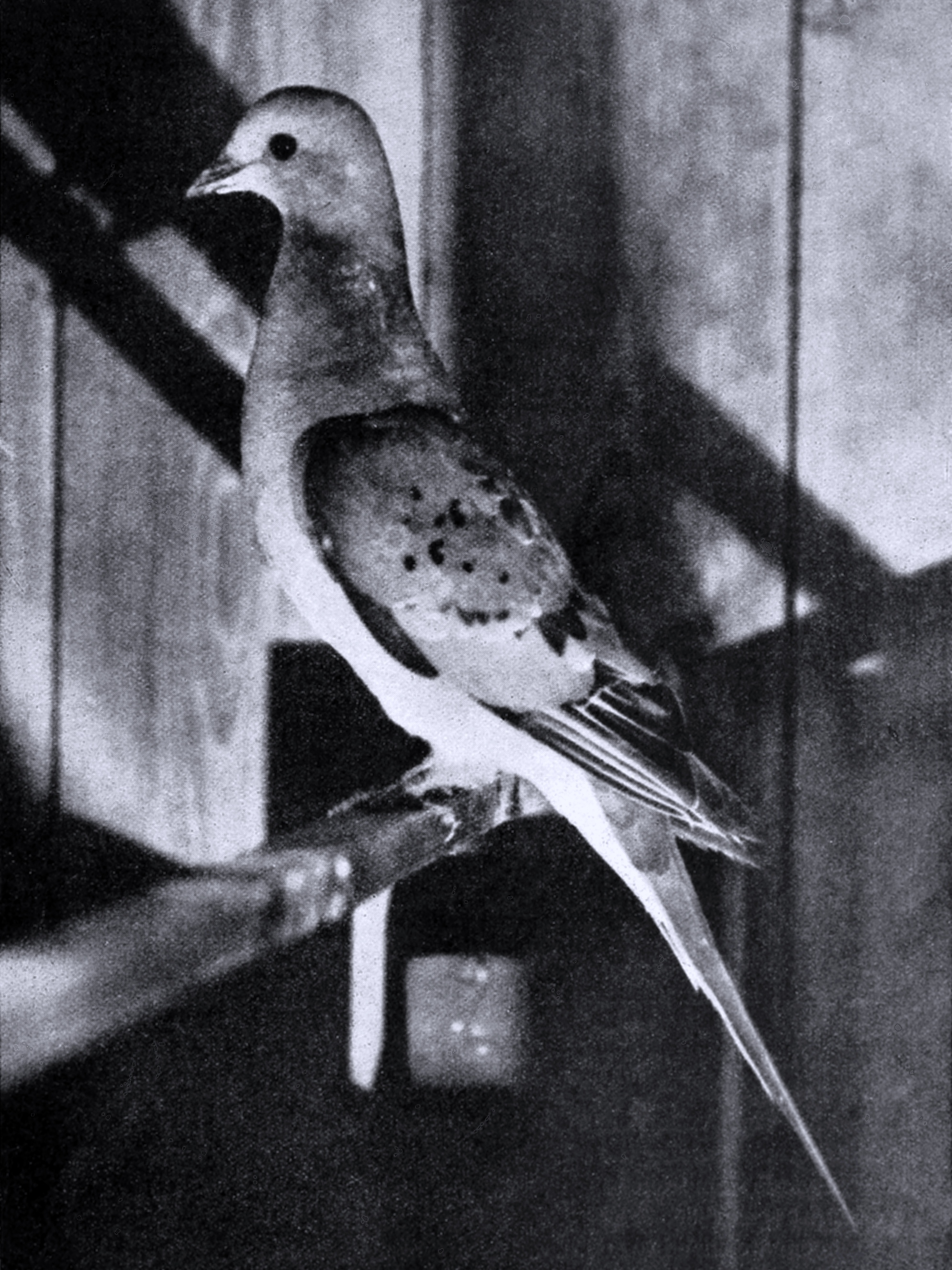 An old photo of a passenger pigeon