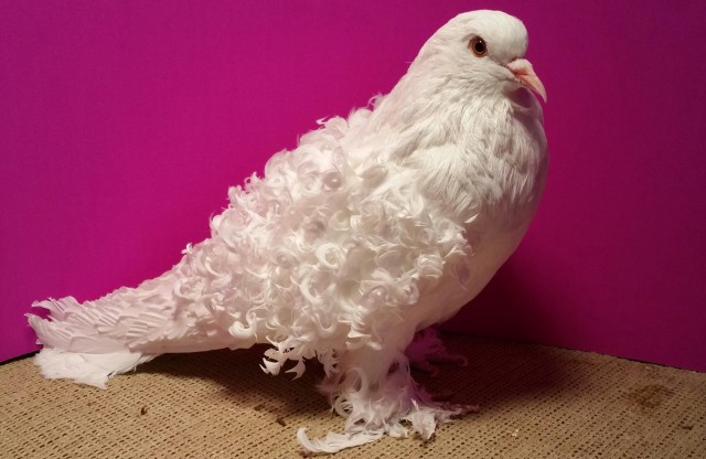 A fancy pigeon with curly white feathers