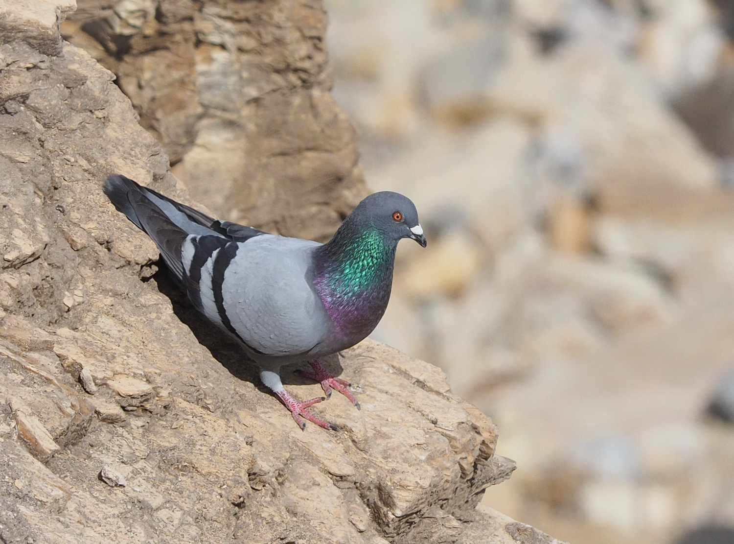 A wild rock dove pigeon on a rock