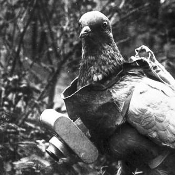 An old black and white photo of a pigeon with a camera strapped to its chest