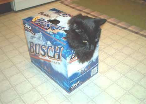 Beer pet carrier.jpg