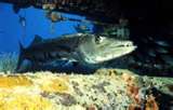 barracuda