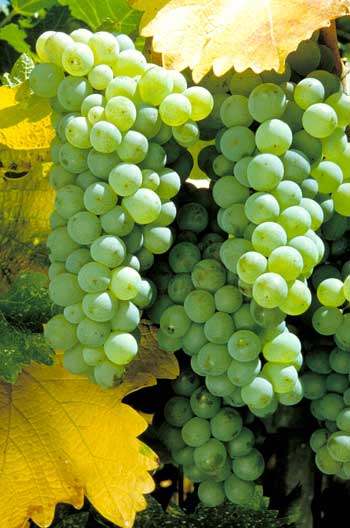 white grapes