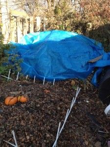 compost pile nov 2012
