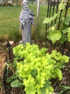 Francis with Black Seeded Simpson