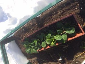 spinach in cold frame 2