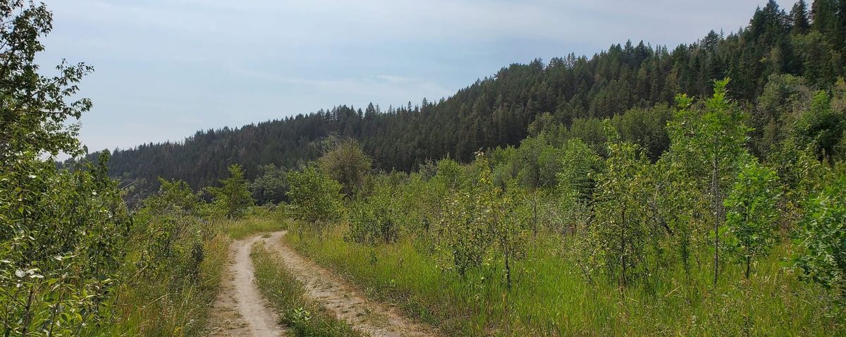 Nature Journal Entry #1: A Botanical Excursion to Edworthy Park and the Surrounding Area