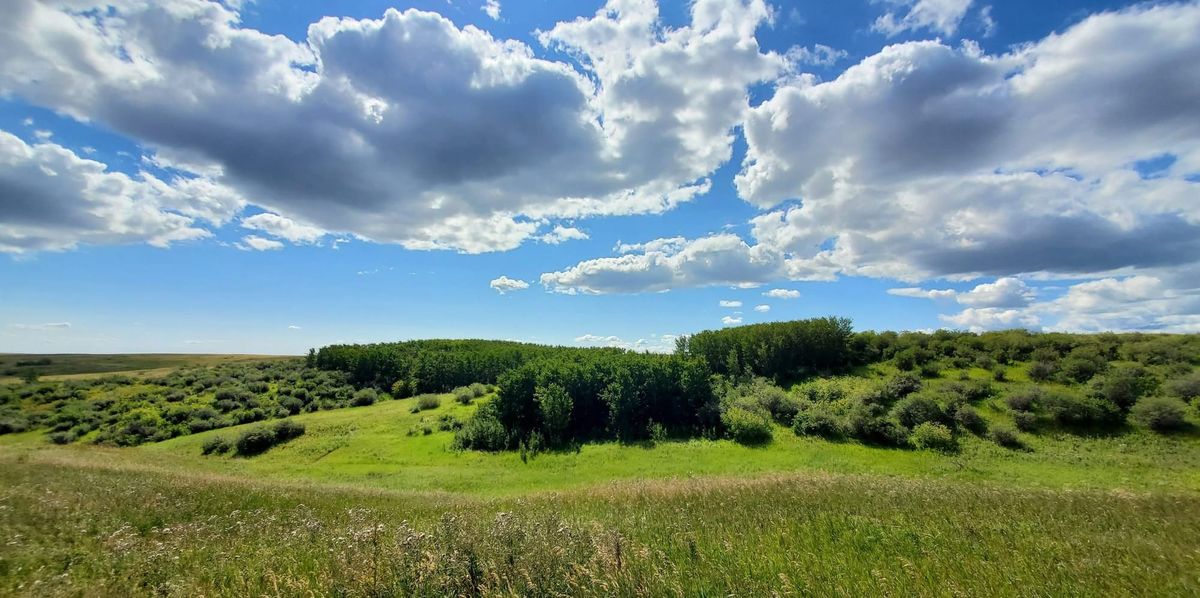Nature Journal Entry #3: An August Afternoon at Nose Hill Park