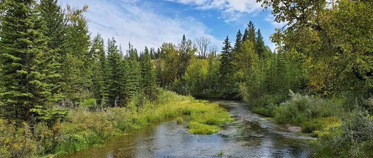Nature Journal Entry #4: Bebo Grove to Votier's Flats