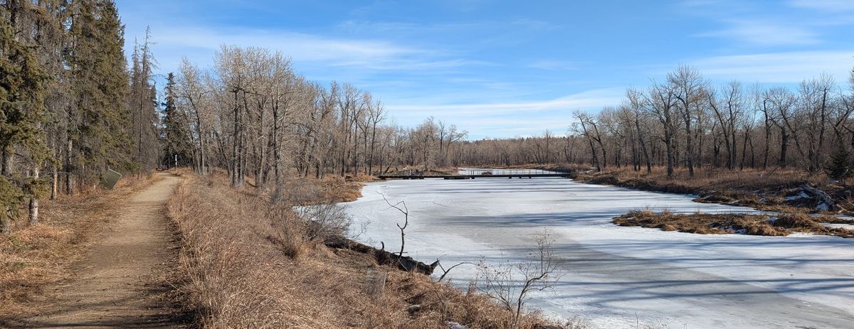 Nature Journal Entry #8: Starling Mimicry and Flicker Dances at Inglewood Bird Sanctuary