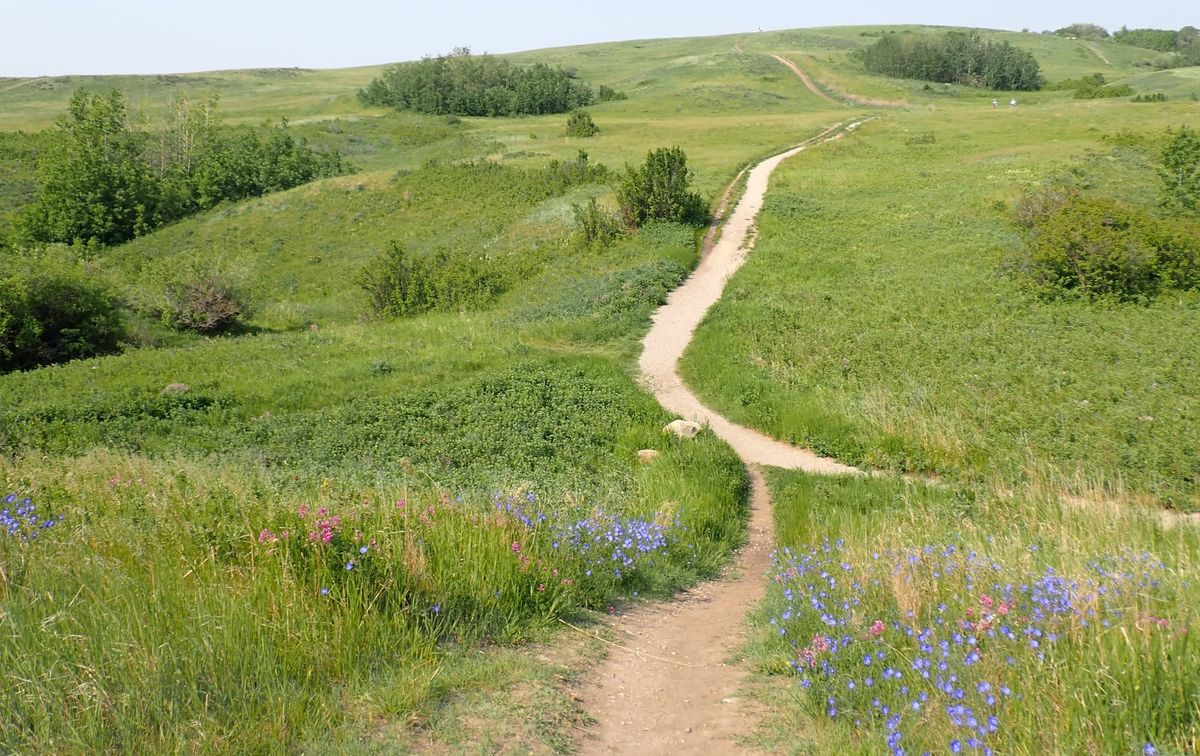 Nature Journal Entry #10: A June Meander through the Floral Delights of Nose Hill Park
