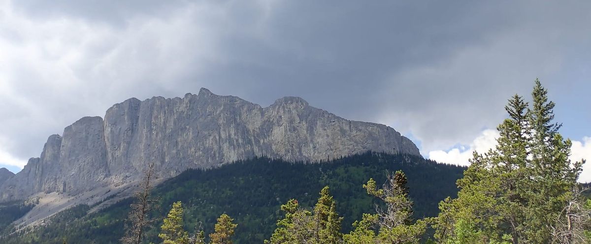 Nature Journal Entry #15: The Wildflowers of Mount Yamnuska
