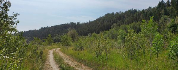 Nature Journal Entry #1: A Botanical Excursion to Edworthy Park and the Surrounding Area
