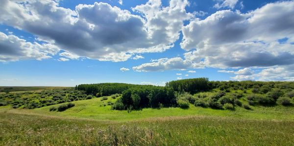 Nature Journal Entry #3: An August Afternoon at Nose Hill Park