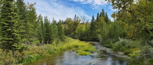 Nature Journal Entry #4: Bebo Grove to Votier's Flats