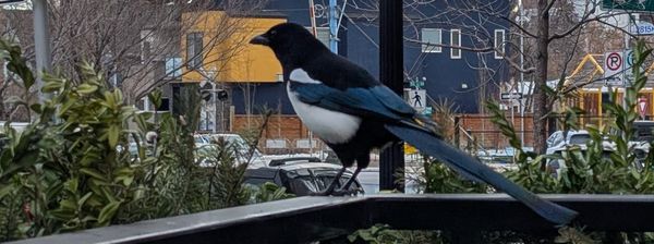 The State of Good Morning Magpie 2025