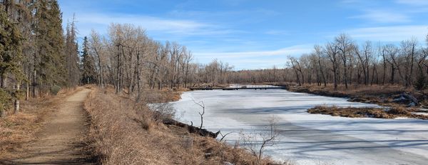 Nature Journal Entry #8: Starling Mimicry and Flicker Dances at Inglewood Bird Sanctuary